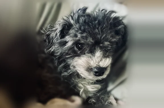 Lost dog, North Washington Street, 4010, Westmont - female morkie mix - photo