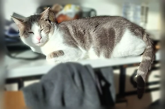 Animaux perdus Paris, photo: Chat perdu, Rue des Fontaines, 22, Dompierre-sur-Mer, Paris - très peureux