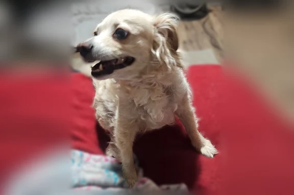 Lost dog, Blue Ribbon Drive, 1929, Las Vegas - female, very timid - photo