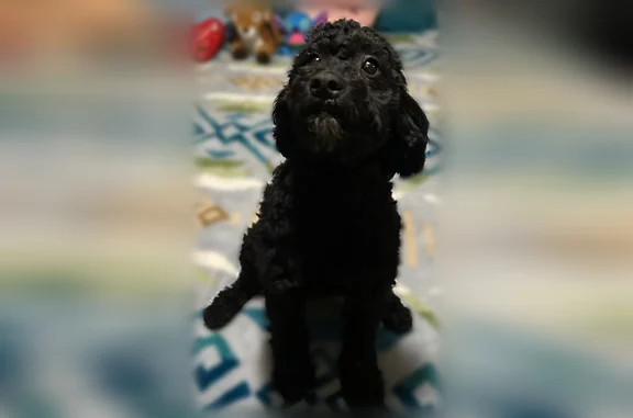 Lost dog, male, County Road 33, Leamington - black coat, black eyes, injured after accident - photo