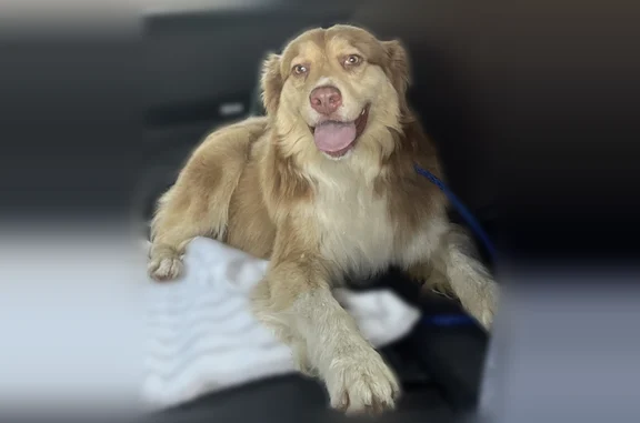 Found dog Glendora, photo: Found dog, Park Avenue, La Verne, Glendora - medium-sized, golden/tan coat, white chest