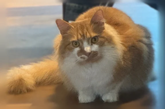 Lost cat, Lerner Court, 11, Carney, Baltimore - male - photo