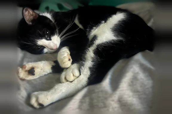 Lost pets Mobile, photo: Lost cat, Taggart Street, 3112, Dayton, Mobile - female, black and white fur, skittish, skinny