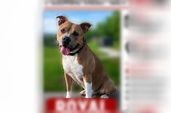 Lost dog, Billings, Montana, Billings - male, tan and white Pitbull, last seen at Norms Island - photo