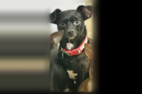 Lost dog, Brenford Crest Drive, 11802, Riverview - female chihuahua - photo