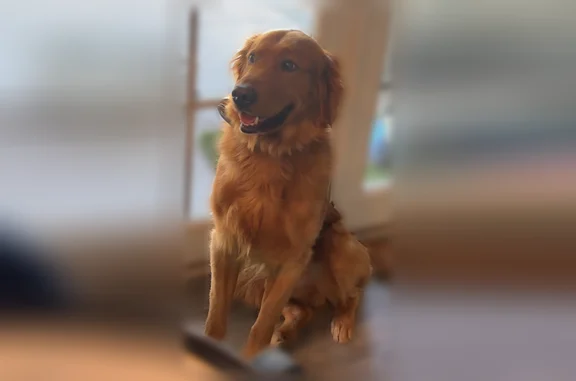 Lost dog, Delahye Circle, Vineyard, Sacramento — male, dark golden retriever - photo
