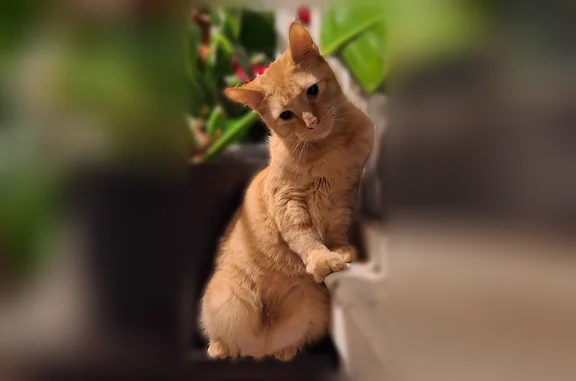 Lost cat, North Kentucky Avenue, 2424, Evansville - male orange tabby with a slight limp - photo