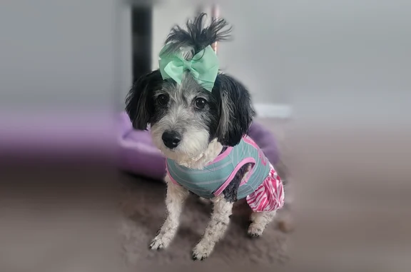 Lost dog, female, Warner Avenue, 22001, Warren - all white with black spots - photo