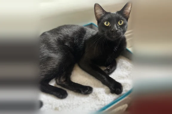 Found cat Oceanside, photo: Found cat, Normandie Avenue, 730, Los Angeles - short-haired black male, neutered
