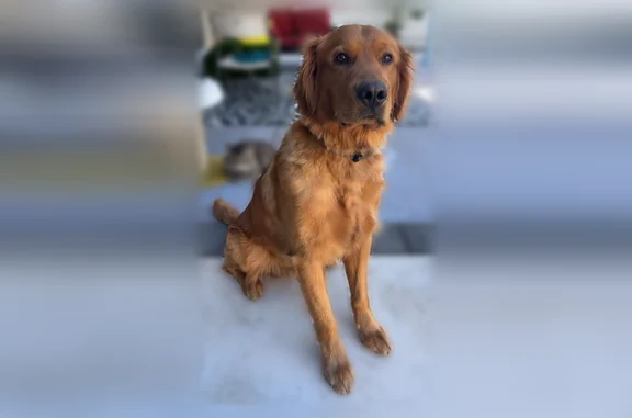 Lost dog, Delahye Circle, Sacramento - dark golden male, about 3 years old - photo