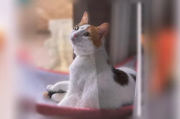 Lost pets Tucson, photo: Lost cat, East Desert Gorge Drive, 10150, Tucson - female calico with spots on her back