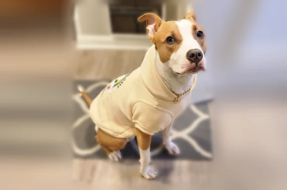 Lost dog, Queens, NY, USA, Farmingdale - female pit bull still attached to her leash - photo