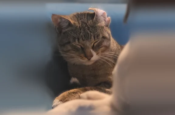 Lost cat, Hickorystick Cove, 12305, Austin - male - photo