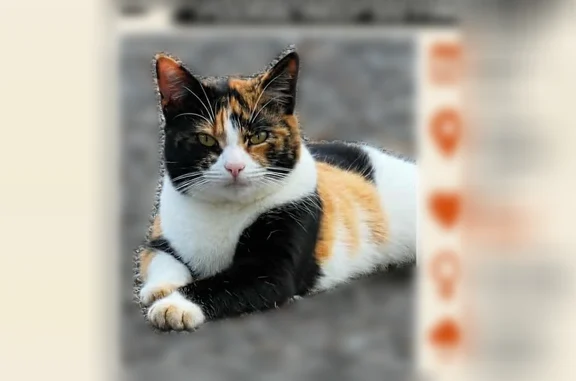 Lost cat, Silver Hill Road, Tidings, Summerville - female calico, spayed and chipped - photo