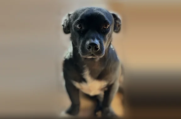 Lost dog, male, Lumikula Street, Pearl City - black Terrier Mix - photo