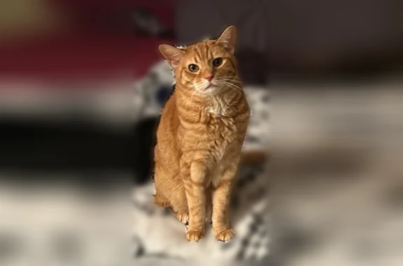 Lost cat, female, Albert Court, Atco - orange tabby, microchipped - photo