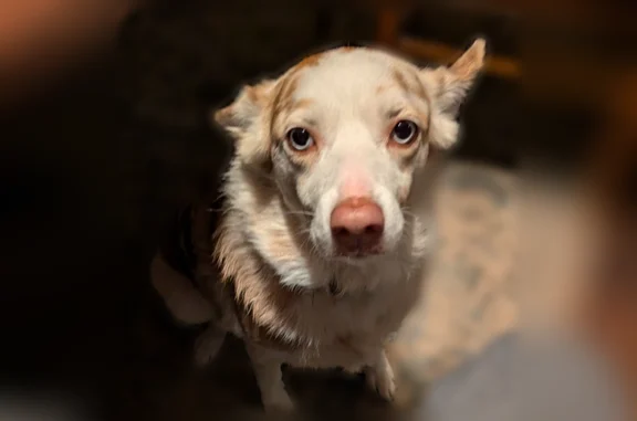 Lost dog, Wadhams Road, China Charter Township, St. Clair - female, red collar - photo