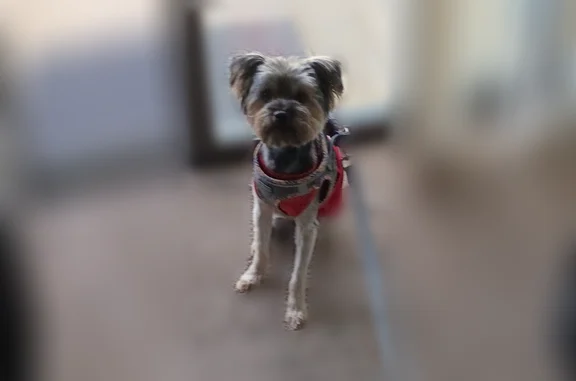 He’s a black and grey yorki he has a brown shirt on and also had his leash and harness on. I was walking him too my apartment but he got lose and ran off on west genesee while i chased him and also ran into some bushes. A neighbor also told me a grey SUV picked him up please call me at (315)396-2956 or call mary at +1 (315) 863-1121