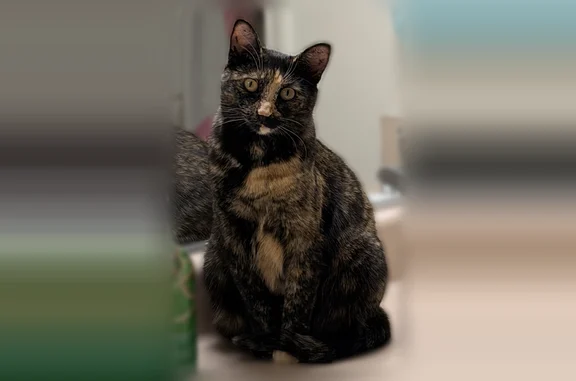 Lost cat, Michaelsville Road, Aberdeen Proving Ground - female indoor tabby tortoiseshell - photo