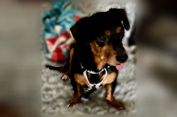 Lost dog, East Sheridan Street, Phoenix - male, mostly black coat with golden brown markings - photo