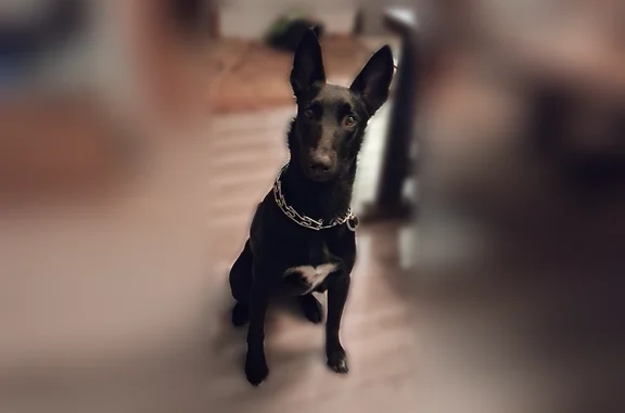 Lost dog, Mourning Cloak Drive, Clarksville — female, black Belgian Malinois - photo