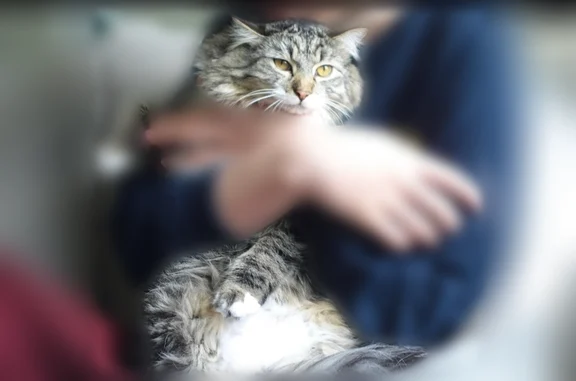 Lost cat, July Lane, Saratoga Springs - male, fluffy long-haired Maine coon mix - photo