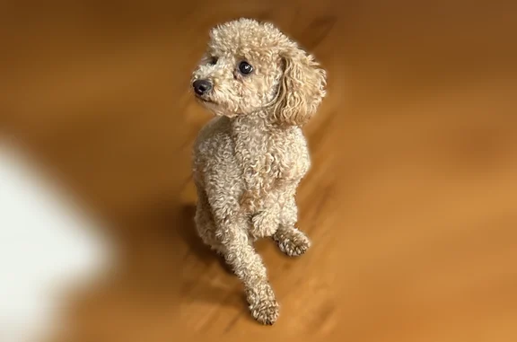 Lost dog, Baldwin Park, California, Baldwin Park — male, small brown poodle mix - photo