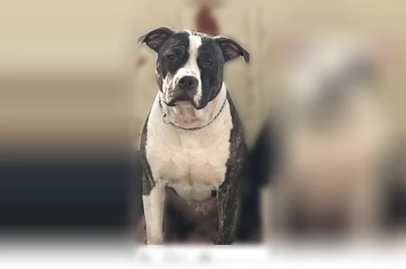 Lost dog, Mansfield Avenue, 83, Norton - male, 80 lb pitbull - photo