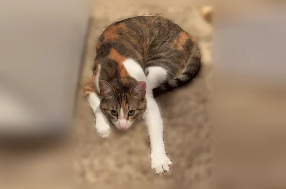 Lost cat, female, 9640 South, South Jordan - black, orange, and white - photo