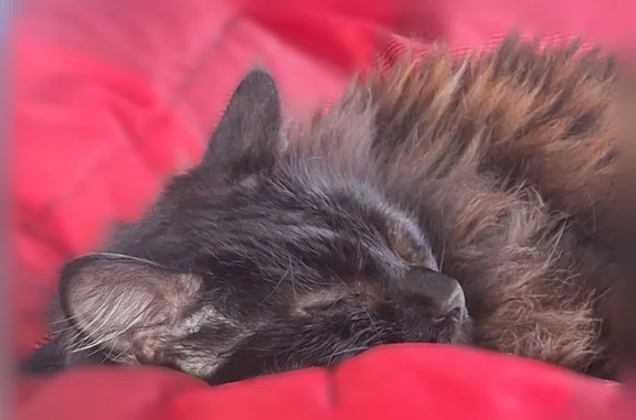 Lost cat, Joliet, Illinois, Joliet - female, 11 years old - photo