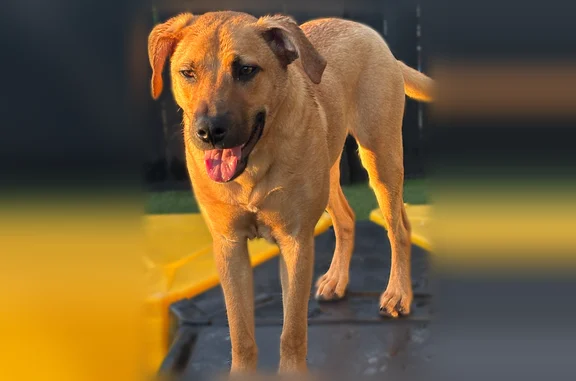 Lost dog, North Charleston, South Carolina - male, shy, tan coat - photo