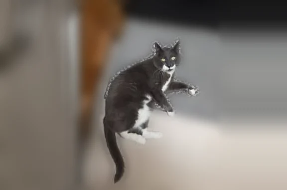 Lost cat, Smith Street, 4924, Fort Carson, Fort Carson - male, gray tuxedo pattern, blue collar - photo