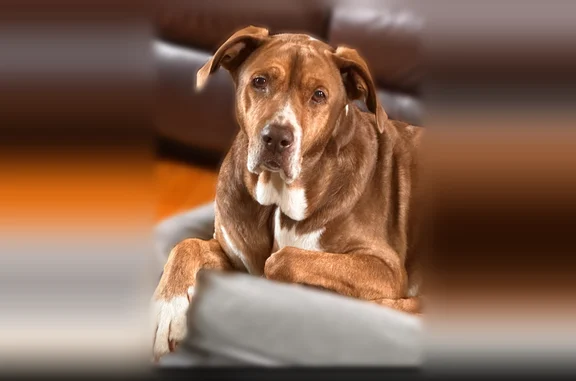 Lost dog, Bay State Road, 132, Rehoboth, North Seekonk - male, red collar - photo