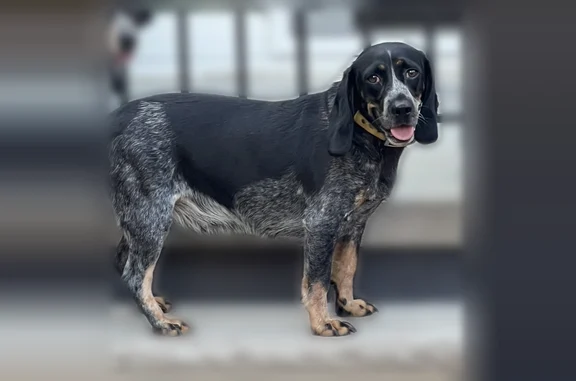 Missing dog Pocono Springs, photo: Lost dog, Wanatah Trail, Lehigh Township, Pocono Springs - female, black and grey with a little brown, yellow collar with a bell