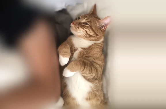 Lost cat, Dallas, Texas - male, orange with white chest and belly - photo