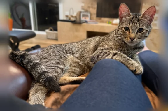 Lost cat, Clavel Court, 5039, Los Angeles - female, grey tabby - photo