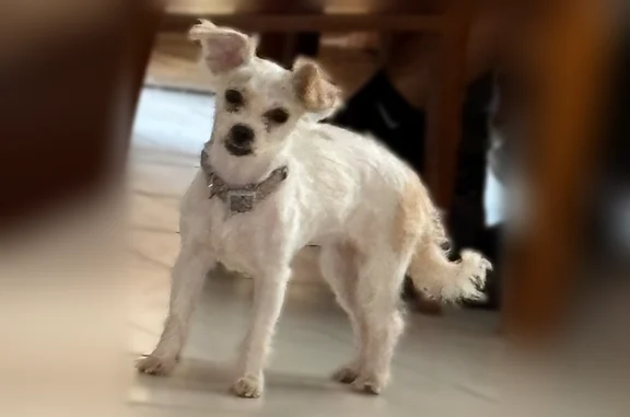 Lost dog, Passaic, New Jersey, Passaic - female - light purple - photo