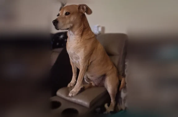 Lost dog, Del Verde Way, 5120, Orlando - male - photo