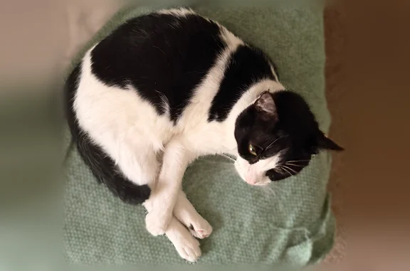 Lost cat, Terry Brook Drive, 3147, Orlando - male tuxedo, white with black spots - photo