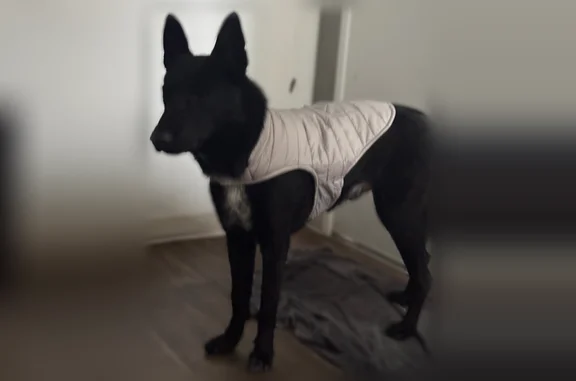 Lost dog, Capistrano Drive, Modesto - male Belgian Malinois with a white chest - photo