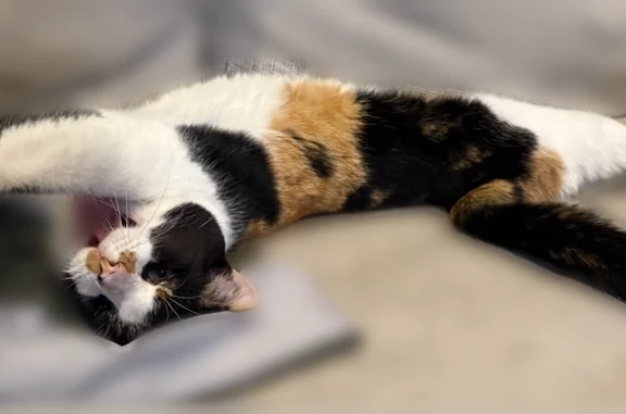 Lost cat, female, Creekwood Drive, Baton Rouge - calico with light green eyes - photo