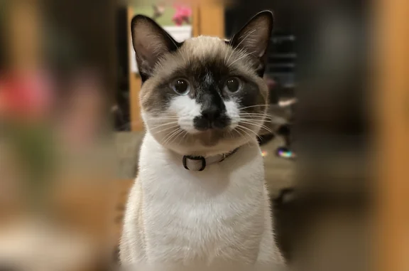 Lost cat, Van Camp Drive, 18561, Omaha - female snowshoe with a black nose - photo