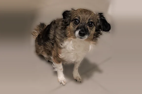 Lost dog, Seven Trees Boulevard, 3967, San Jose - female, shy and scared - photo