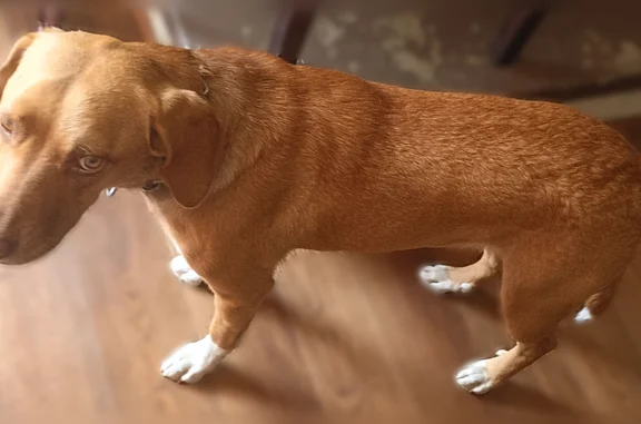 Lost dog, West Martin Street, Jacksonville - caramel color, white feet - photo
