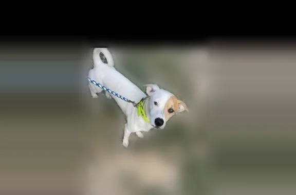 Missing dog Spring City, photo: Lost dog, Log Road, 952, Spring City - male, white Jack Russell mix, yellow collar