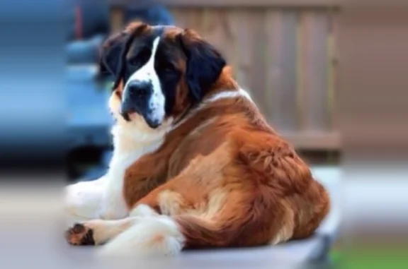 Lost dog, female, Creekwood Drive, 224, Ury, Durant - St. Bernard, possibly in heat - photo