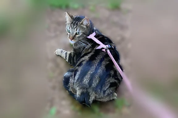 Chat perdu, mâle, petit bois sur l'Aire d'autoroute de Châteauvillain, Châteauvillain - mâle castré, tigré - photo