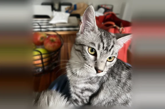 Animaux perdus Montfaucon-Montigné, photo: Perdu chat femelle, Rue du Bardeau, 9, Montfaucon-Montigné - grise et blanche