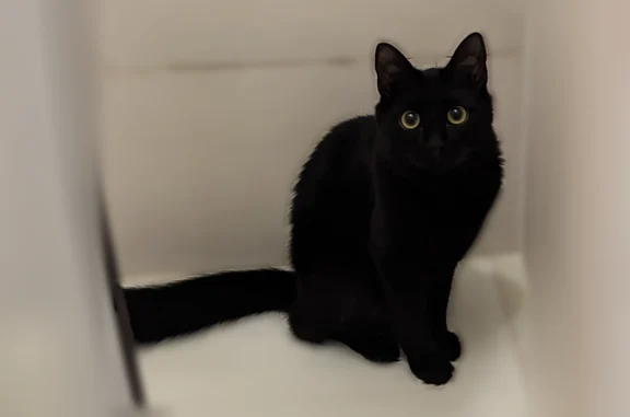 Chat perdu, Avenue de Nantes, 60, Poitiers - mâle, queue très touffue - photo