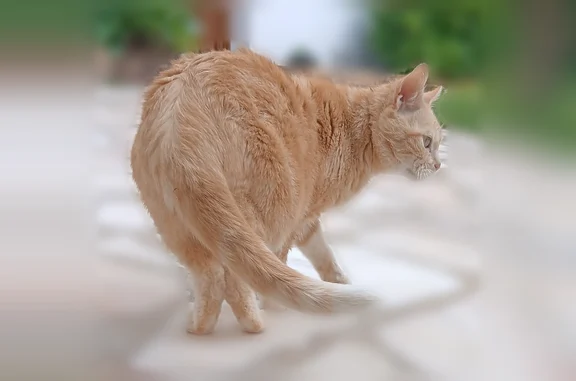 Animaux perdus Saint-Fargeau-Ponthierry, photo: Perdu chat femelle, Rue des Charmes, 8, Saint-Fargeau-Ponthierry - très sociable